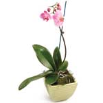 Indoor Plants, House Potted Flowering Plants delivered to Pinehaven